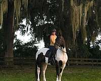 ridden-english-draft-horse