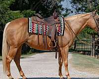 athletic-quarter-horse