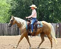 ranch-versatility-quarter-horse