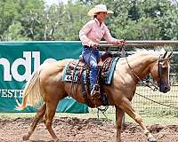 ranch-work-quarter-horse