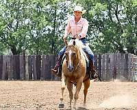 reining-quarter-horse