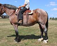 bay-roan-small-star-2-white-hinds-horse