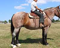 driving-belgian-horse