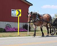 kid-safe-belgian-horse