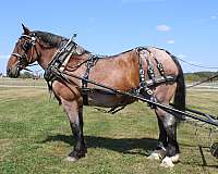 parade-belgian-horse