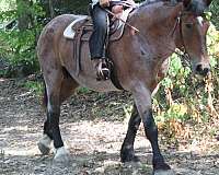 husband-safe-belgian-horse