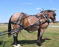 team-driving-belgian-horse