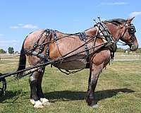 pleasure-driving-belgian-horse