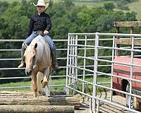 ranch-versatility-quarter-horse