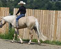 performance-quarter-horse