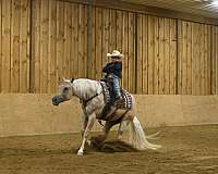 trail-riding-quarter-horse