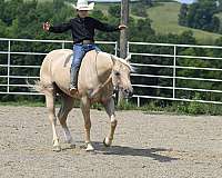 palomino-quarter-horse-gelding