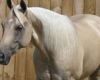 palomino-husband-safe-horse