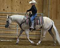 palomino-ranch-versatility-horse