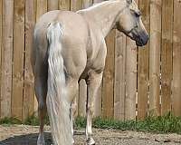 palomino-performance-horse