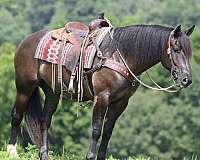 black-equitation-horse