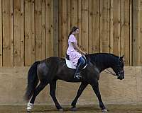 black-dressage-horse