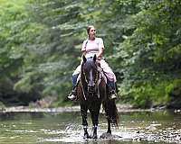 black-eventing-horse