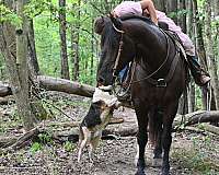 black-trail-riding-horse