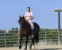 black-ridden-western-horse