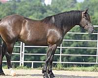 black-western-dressage-horse