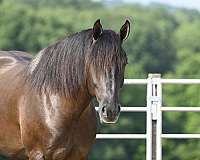 black-working-equitation-horse