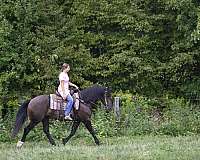 all-around-gelding