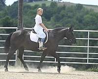 beginner-crossbred-pony