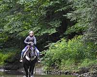 equitation-crossbred-pony