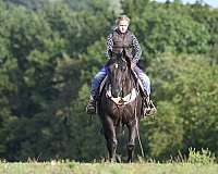 jumping-crossbred-pony