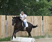 lesson-crossbred-pony