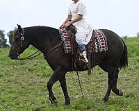 ridden-english-crossbred-pony