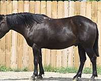 youth-crossbred-pony