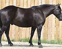 black-crossbred-pony-gelding