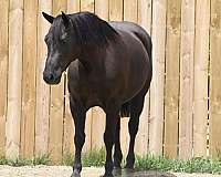 black-all-around-horse