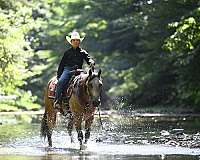 husband-safe-quarter-horse