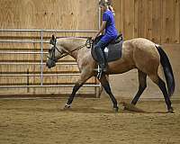 lesson-quarter-horse