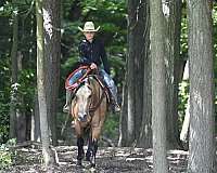 ranch-quarter-horse