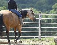 trail-class-competition-quarter-horse