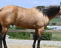 buckskin-quarter-horse-gelding