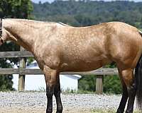 buckskin-beginner-horse