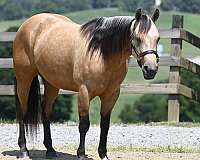 buckskin-endurance-horse