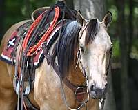 buckskin-jumping-horse