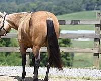 buckskin-husband-safe-horse