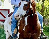 western-riding-paint-horse