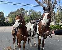 pinto-beginner-horse