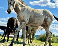 spotted-mule-weanling