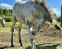 appaloosa-mule-weanling