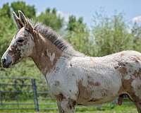 endurance-weanling