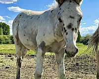 15-hand-weanling